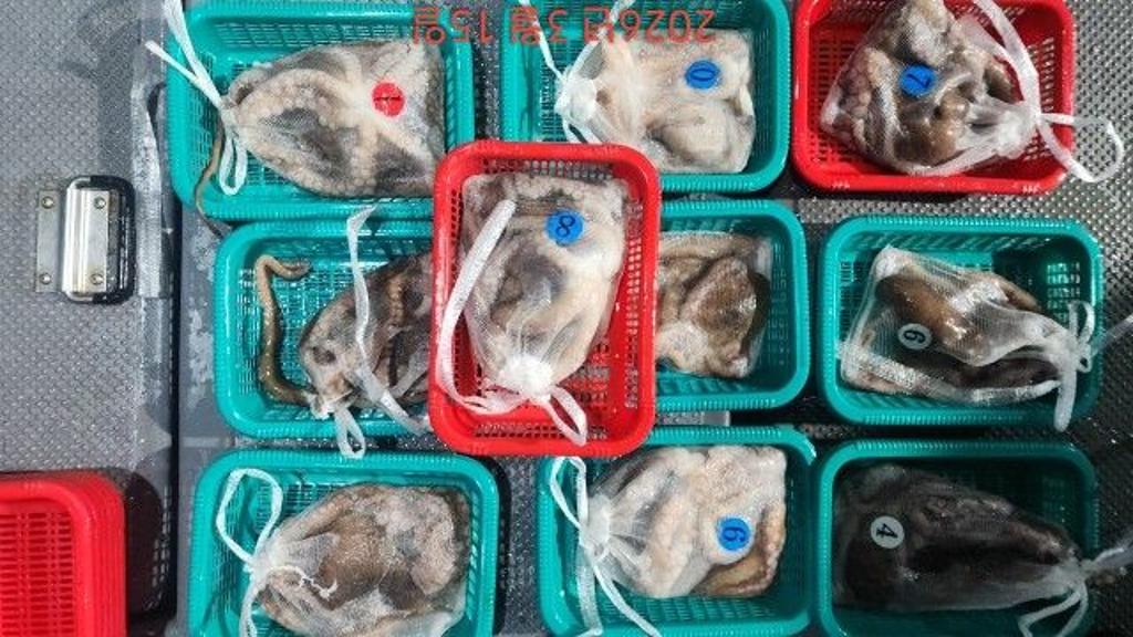 낚시뚜,도다리,속천항(진해),바루나피싱,낚시뚜12