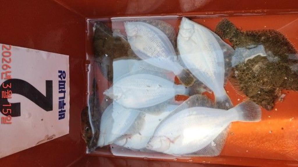 낚시뚜,도다리,속천항(진해),바루나피싱,낚시뚜9