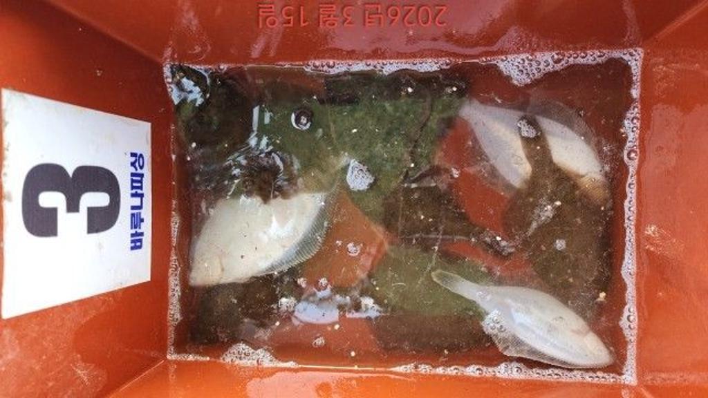 낚시뚜,도다리,속천항(진해),바루나피싱,낚시뚜4