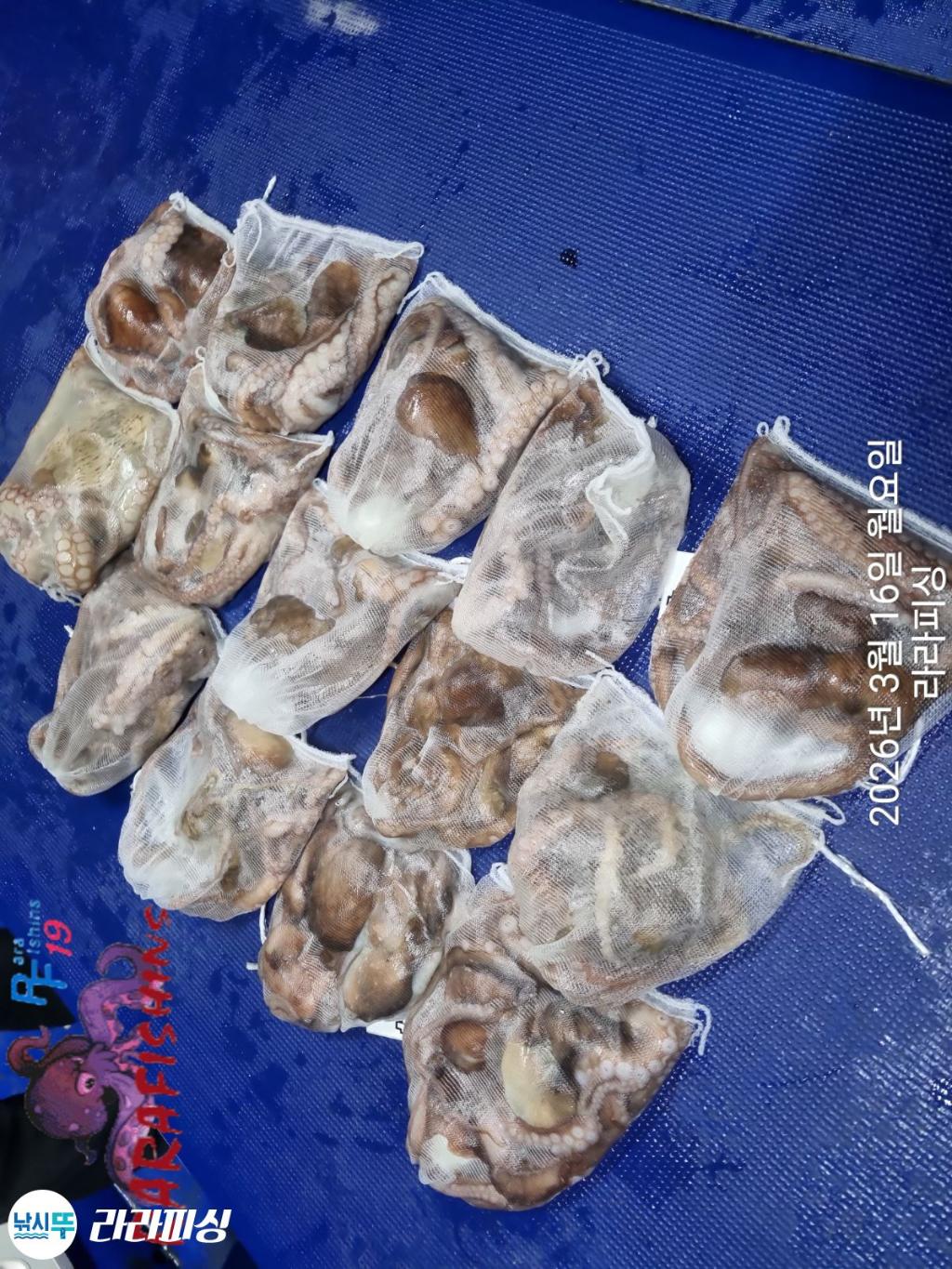 낚시뚜,낙지,속천항(진해),라라피싱,낚시뚜13