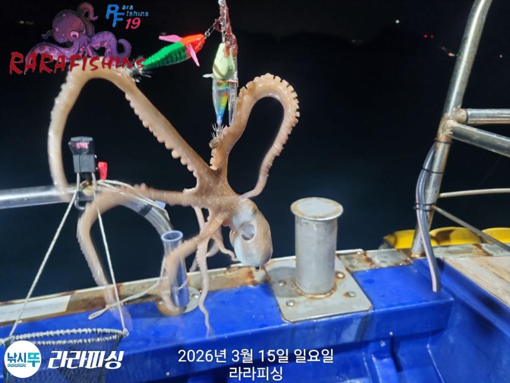 낚시뚜,낙지,속천항(진해),라라피싱,낚시뚜4