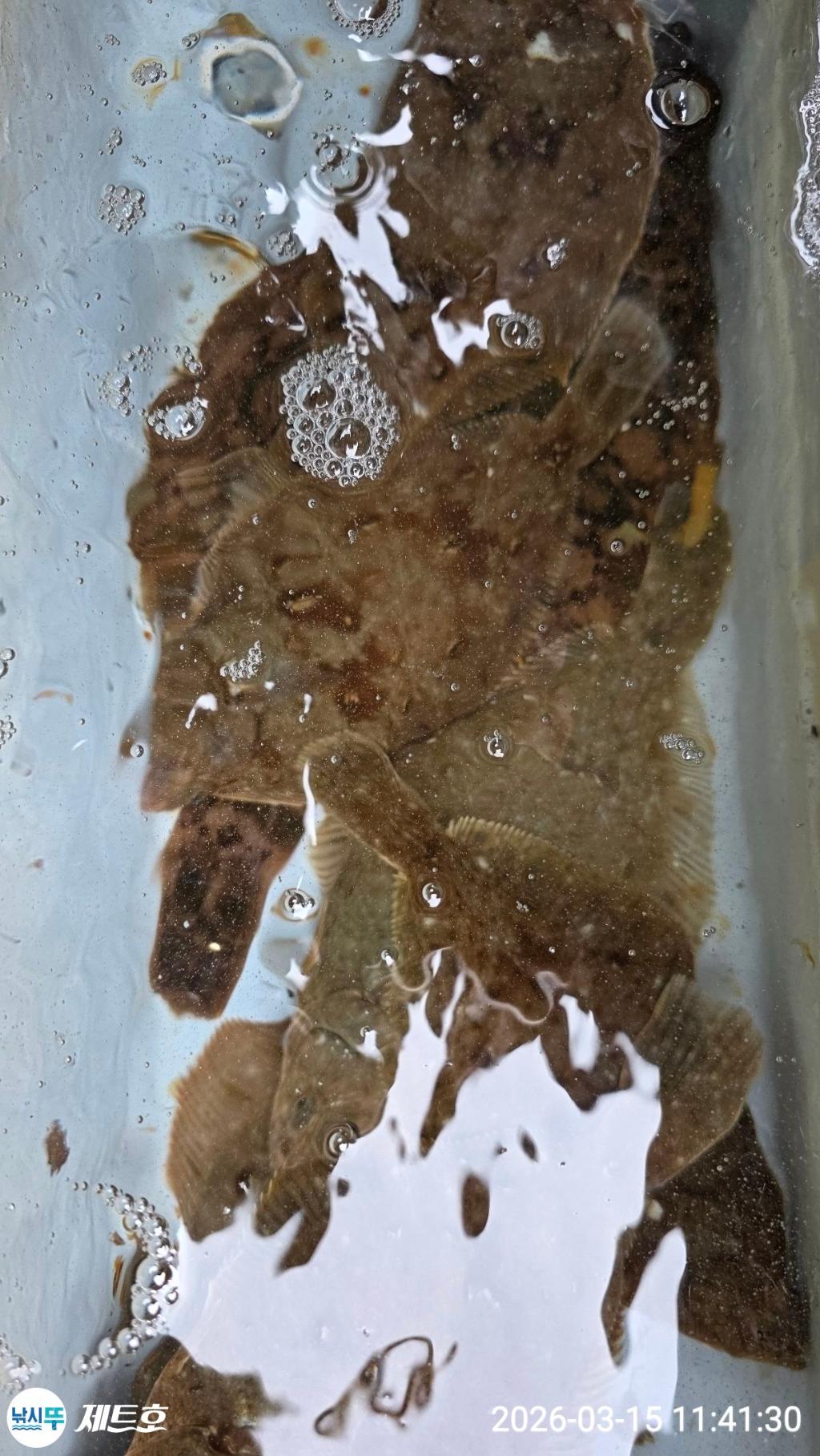 낚시뚜,도다리,가자미,영일만항,포항 제트호,낚시뚜21