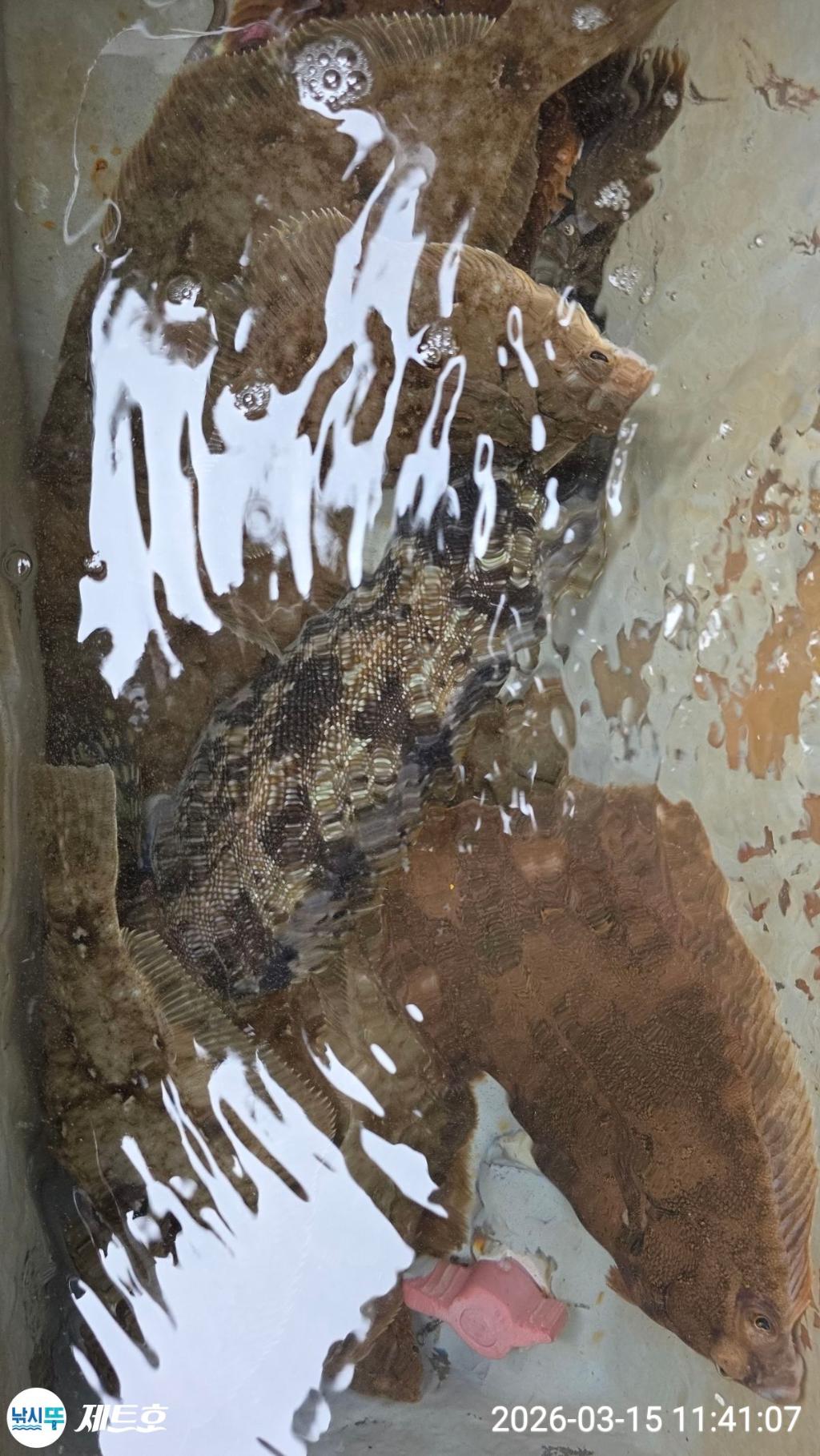 낚시뚜,도다리,가자미,영일만항,포항 제트호,낚시뚜19