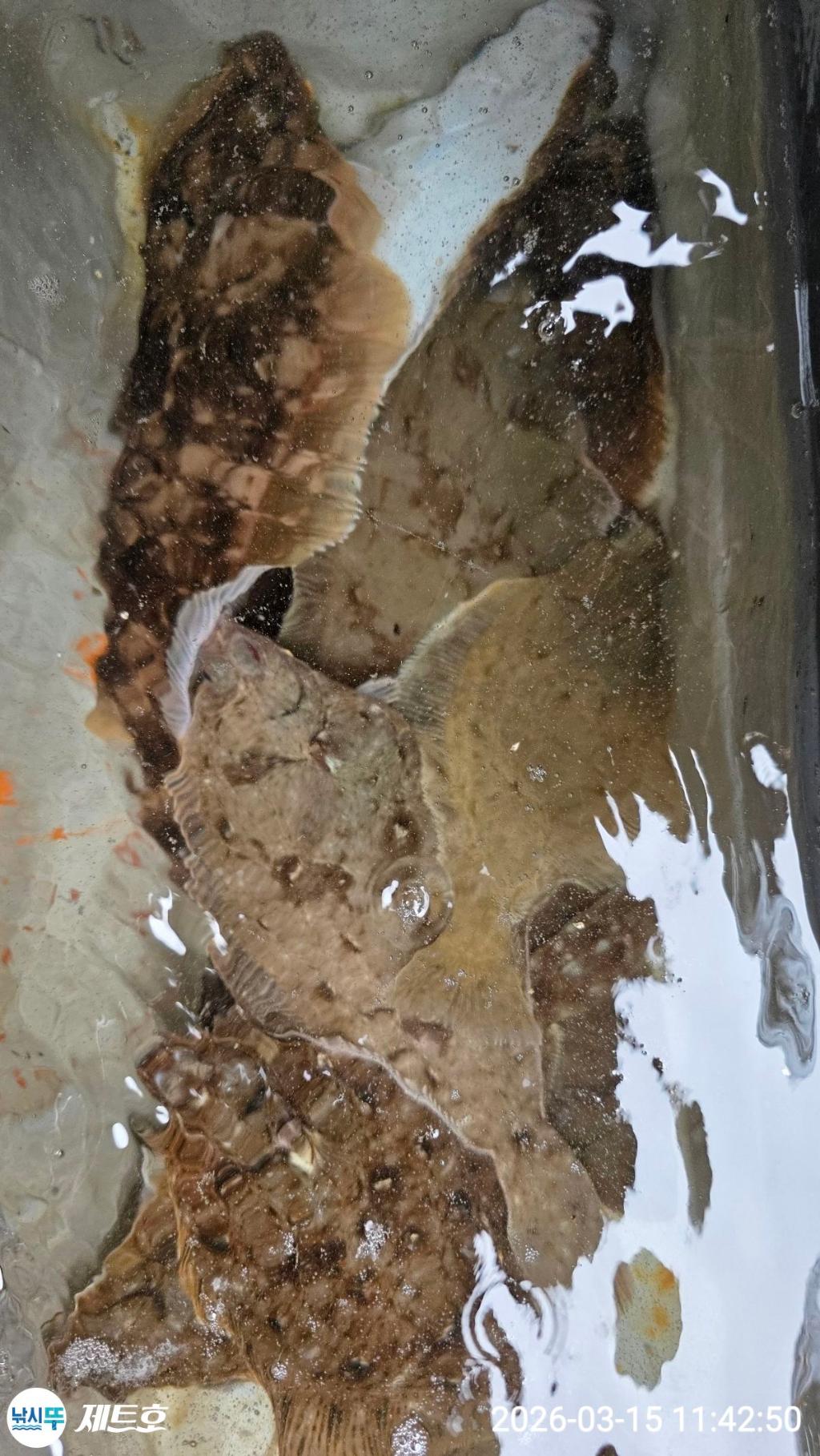 낚시뚜,도다리,가자미,영일만항,포항 제트호,낚시뚜17