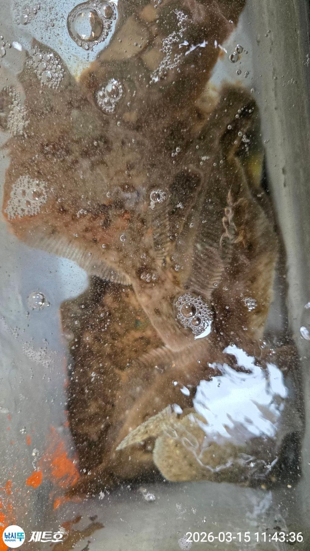 낚시뚜,도다리,가자미,영일만항,포항 제트호,낚시뚜16