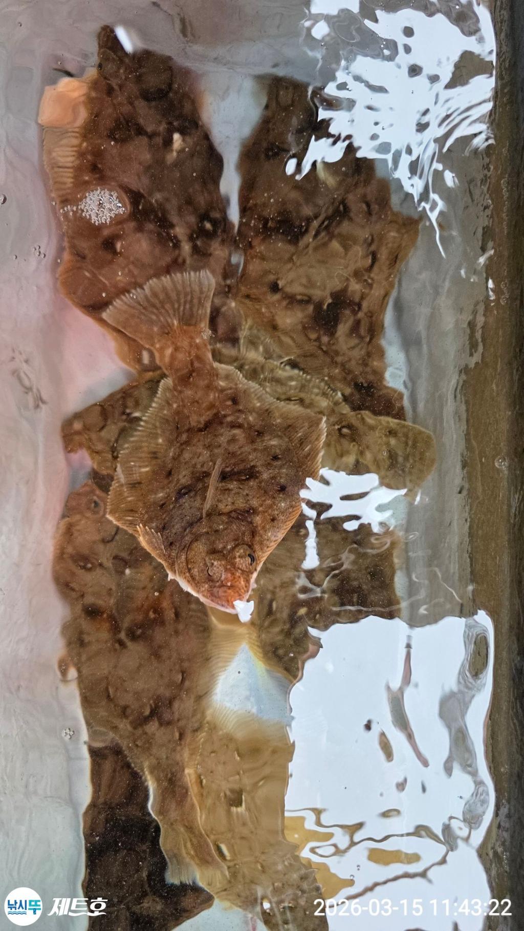 낚시뚜,도다리,가자미,영일만항,포항 제트호,낚시뚜13