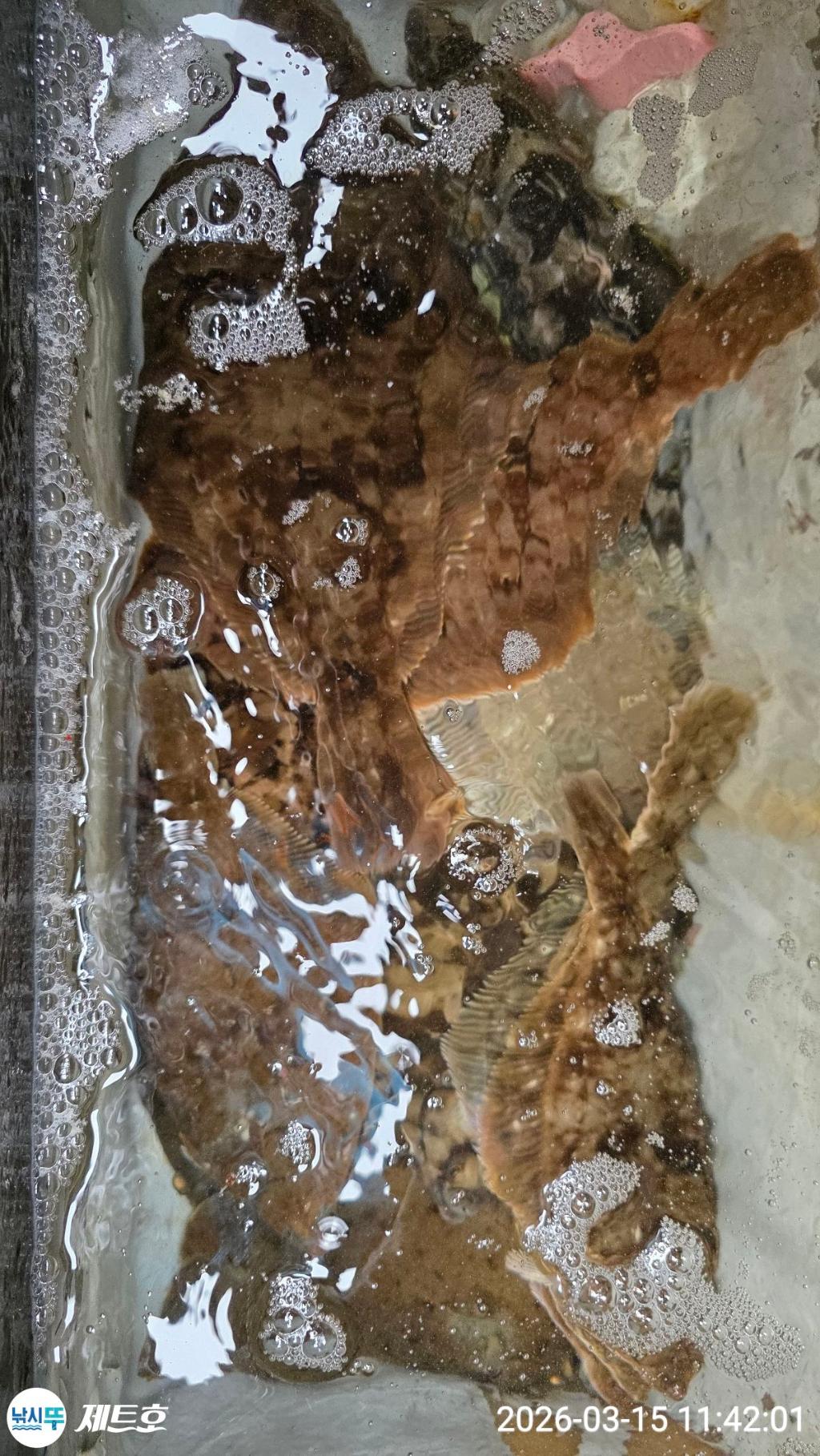 낚시뚜,도다리,가자미,영일만항,포항 제트호,낚시뚜12