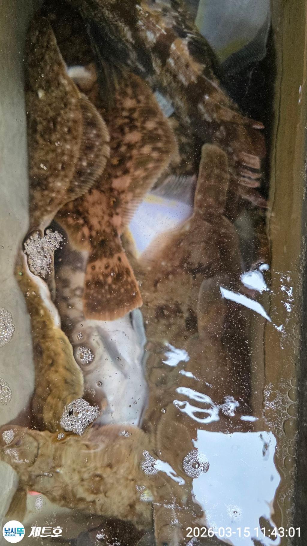 낚시뚜,도다리,가자미,영일만항,포항 제트호,낚시뚜10