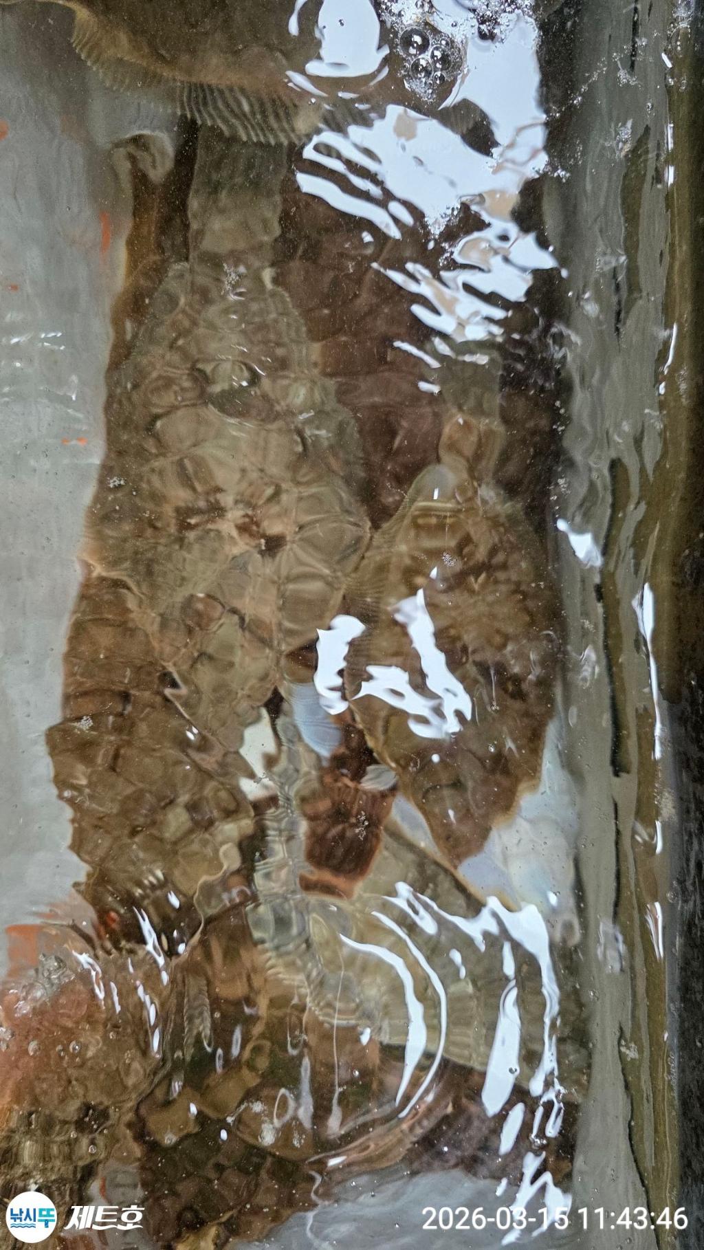 낚시뚜,도다리,가자미,영일만항,포항 제트호,낚시뚜3