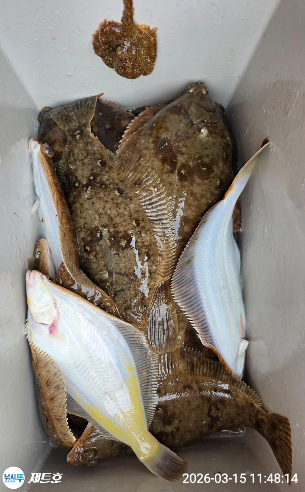 낚시뚜,도다리,가자미,영일만항,포항 제트호,낚시뚜0