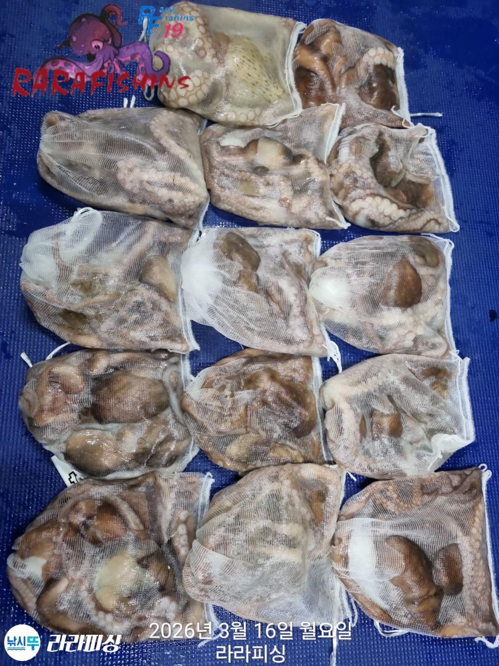 낚시뚜,낙지,속천항(진해),라라피싱,낚시뚜18