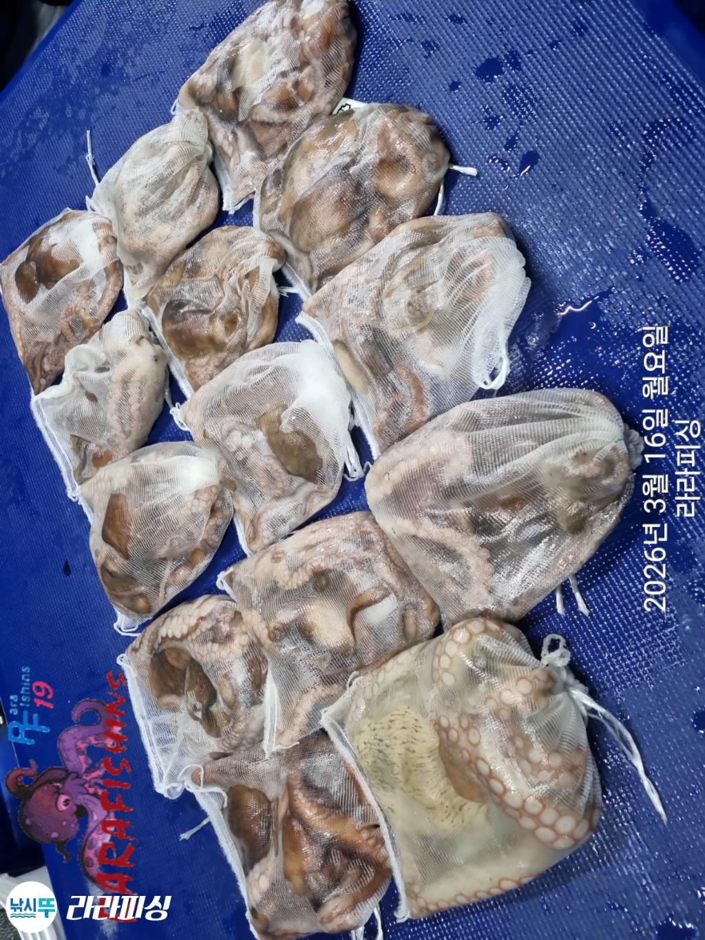 낚시뚜,낙지,속천항(진해),라라피싱,낚시뚜17