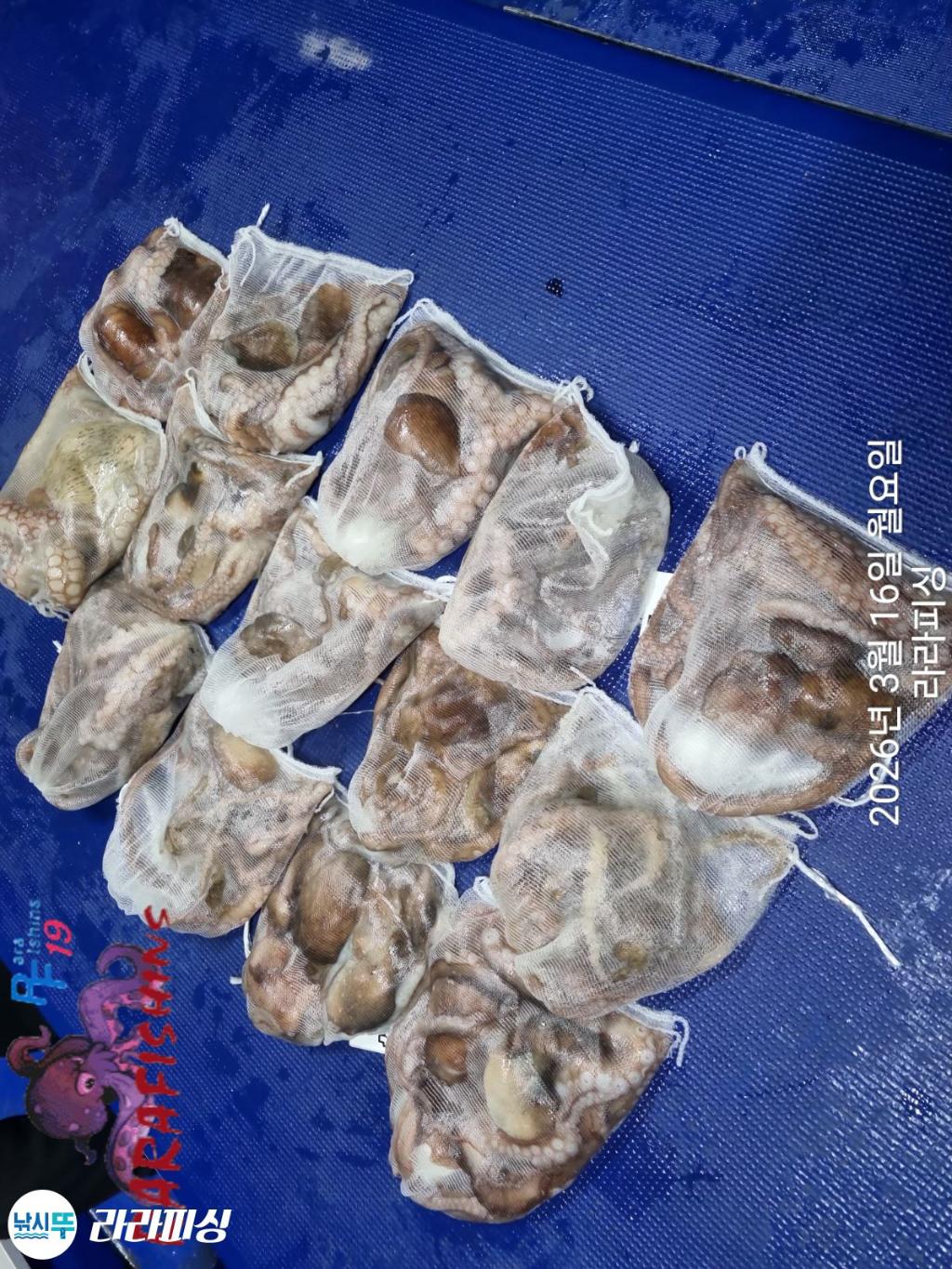 낚시뚜,낙지,속천항(진해),라라피싱,낚시뚜14