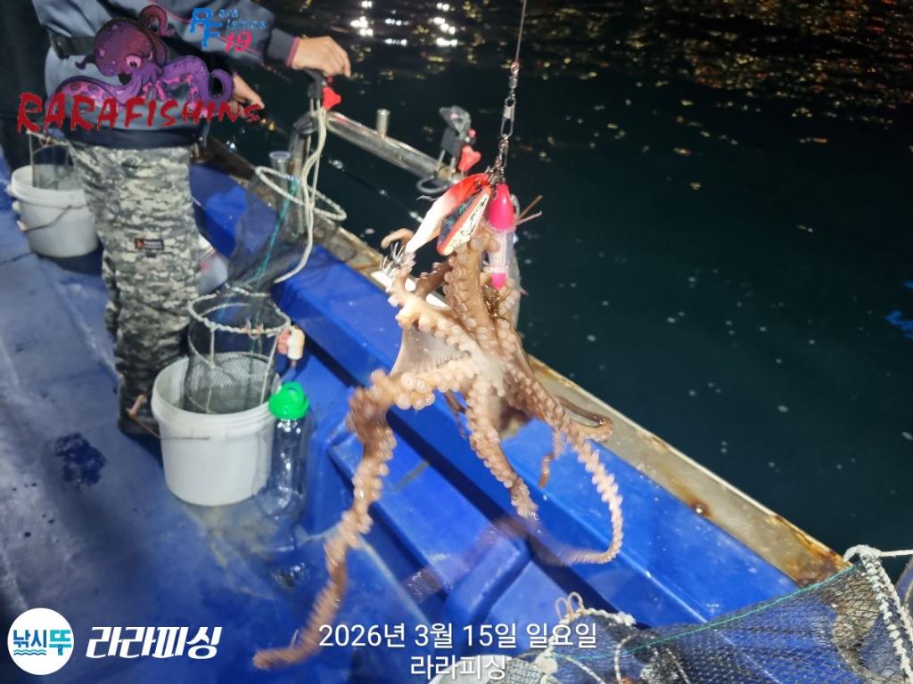 낚시뚜,낙지,속천항(진해),라라피싱,낚시뚜8