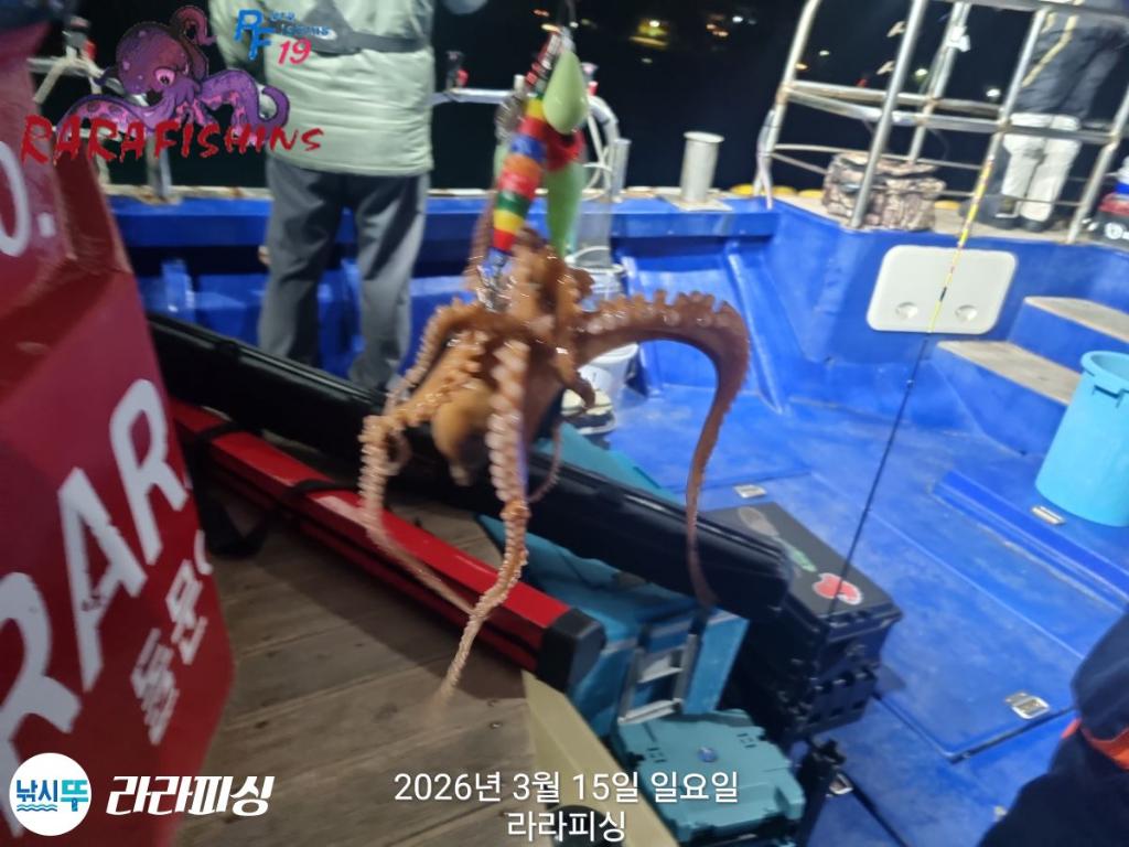 낚시뚜,낙지,속천항(진해),라라피싱,낚시뚜6