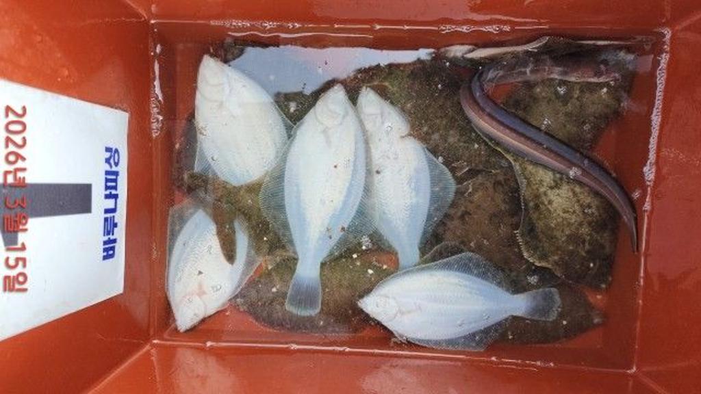 낚시뚜,도다리,속천항(진해),바루나피싱,낚시뚜8