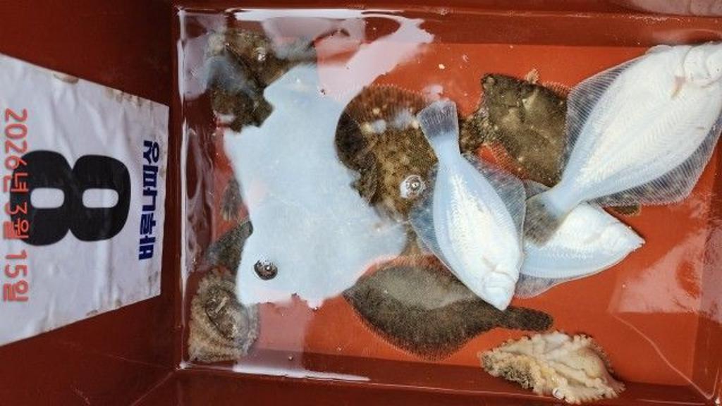 낚시뚜,도다리,속천항(진해),바루나피싱,낚시뚜6