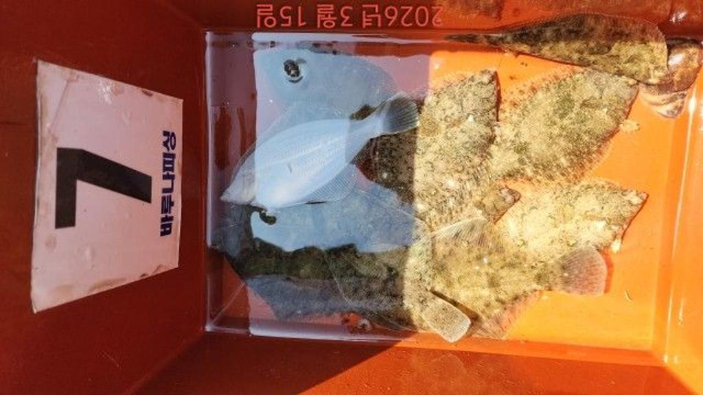 낚시뚜,도다리,속천항(진해),바루나피싱,낚시뚜5