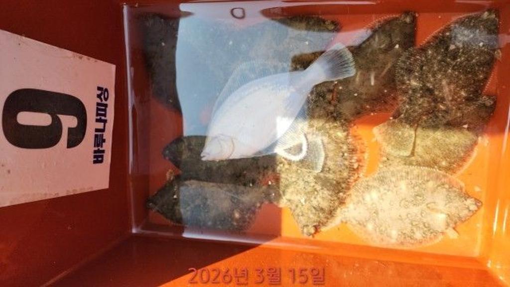 낚시뚜,도다리,속천항(진해),바루나피싱,낚시뚜4