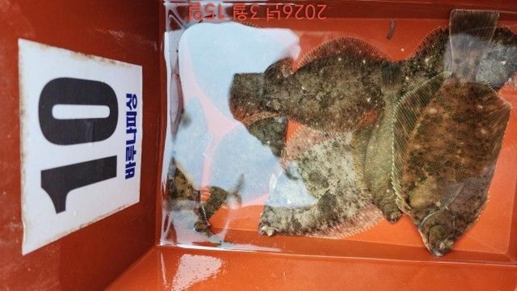 낚시뚜,도다리,속천항(진해),바루나피싱,낚시뚜3