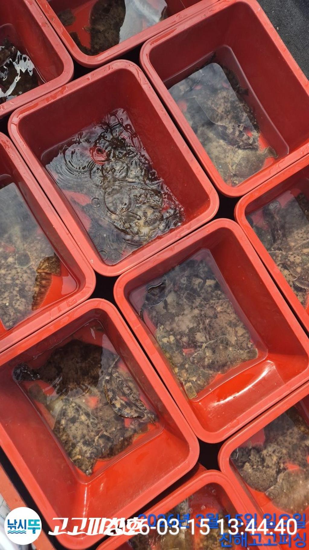 낚시뚜,도다리,속천항(진해),고고피싱호,낚시뚜17