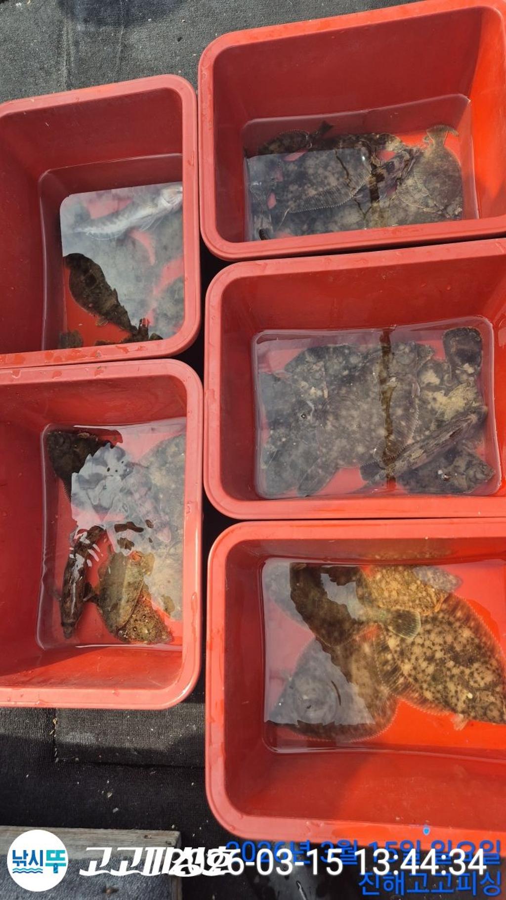 낚시뚜,도다리,속천항(진해),고고피싱호,낚시뚜16