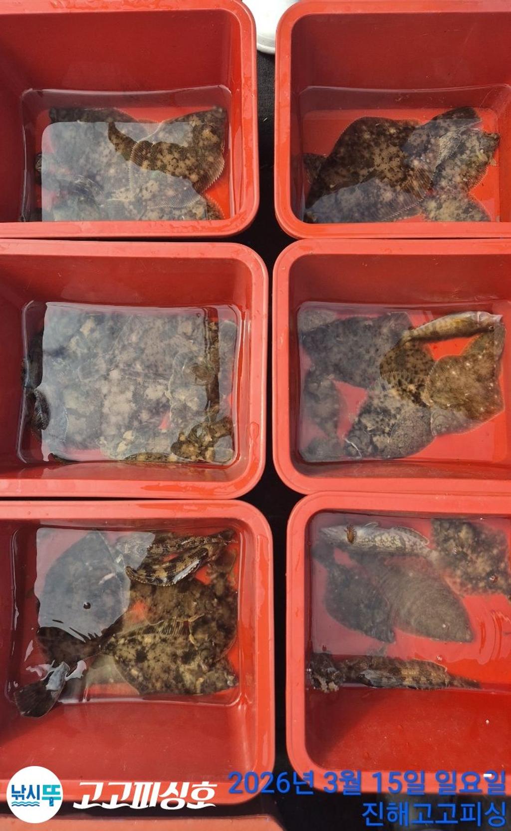 낚시뚜,도다리,속천항(진해),고고피싱호,낚시뚜15