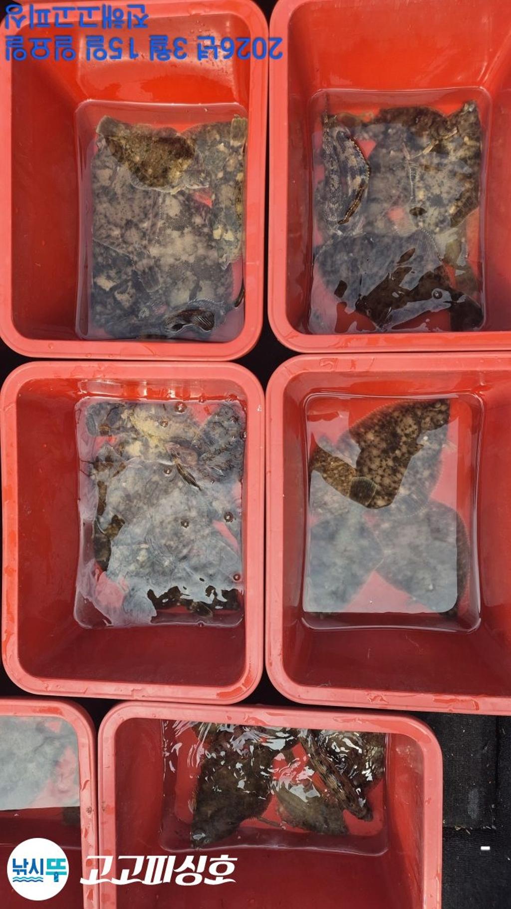 낚시뚜,도다리,속천항(진해),고고피싱호,낚시뚜13