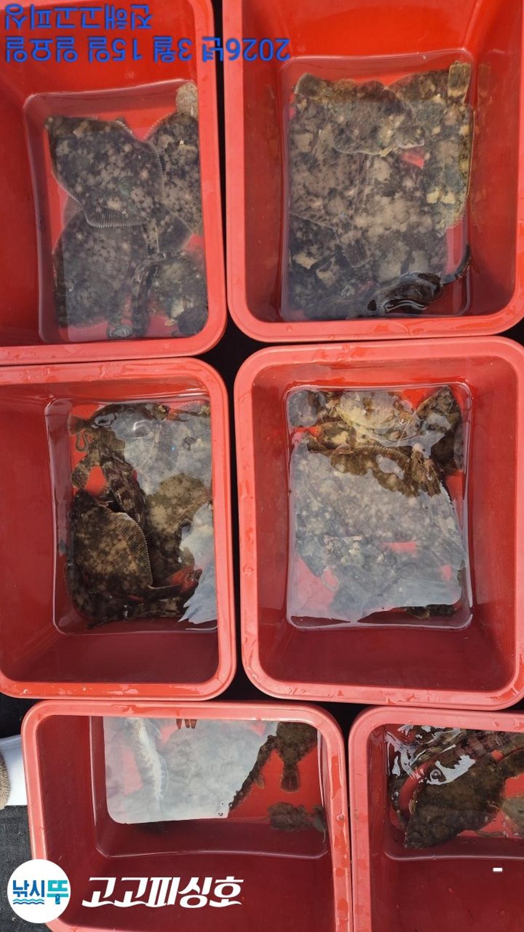 낚시뚜,도다리,속천항(진해),고고피싱호,낚시뚜12