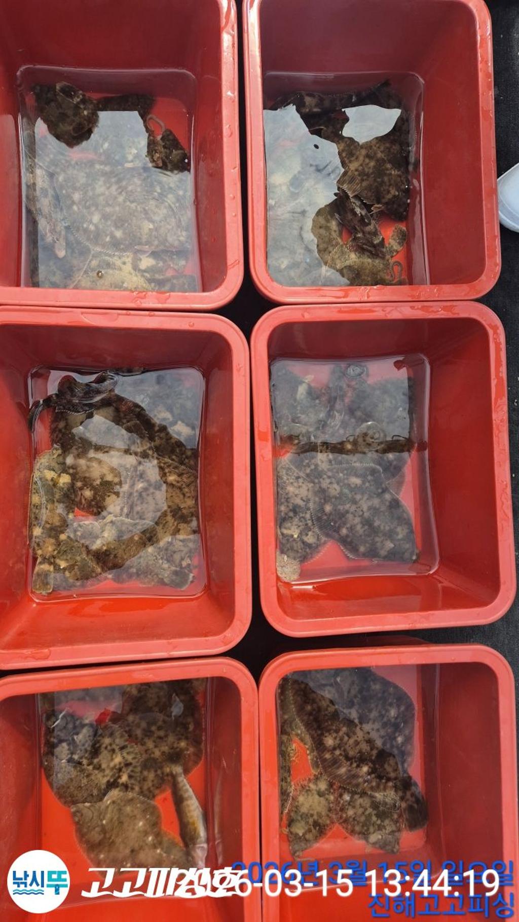 낚시뚜,도다리,속천항(진해),고고피싱호,낚시뚜11