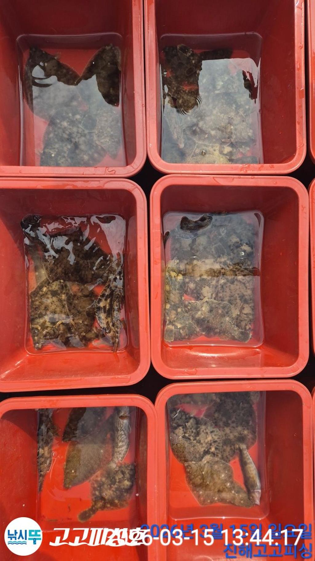 낚시뚜,도다리,속천항(진해),고고피싱호,낚시뚜10