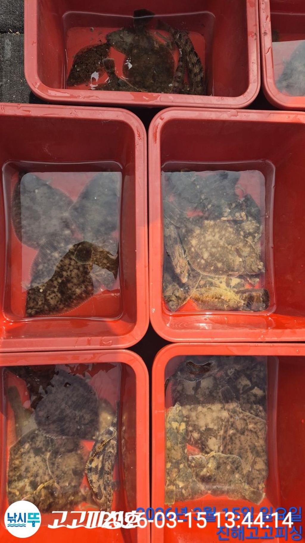 낚시뚜,도다리,속천항(진해),고고피싱호,낚시뚜9