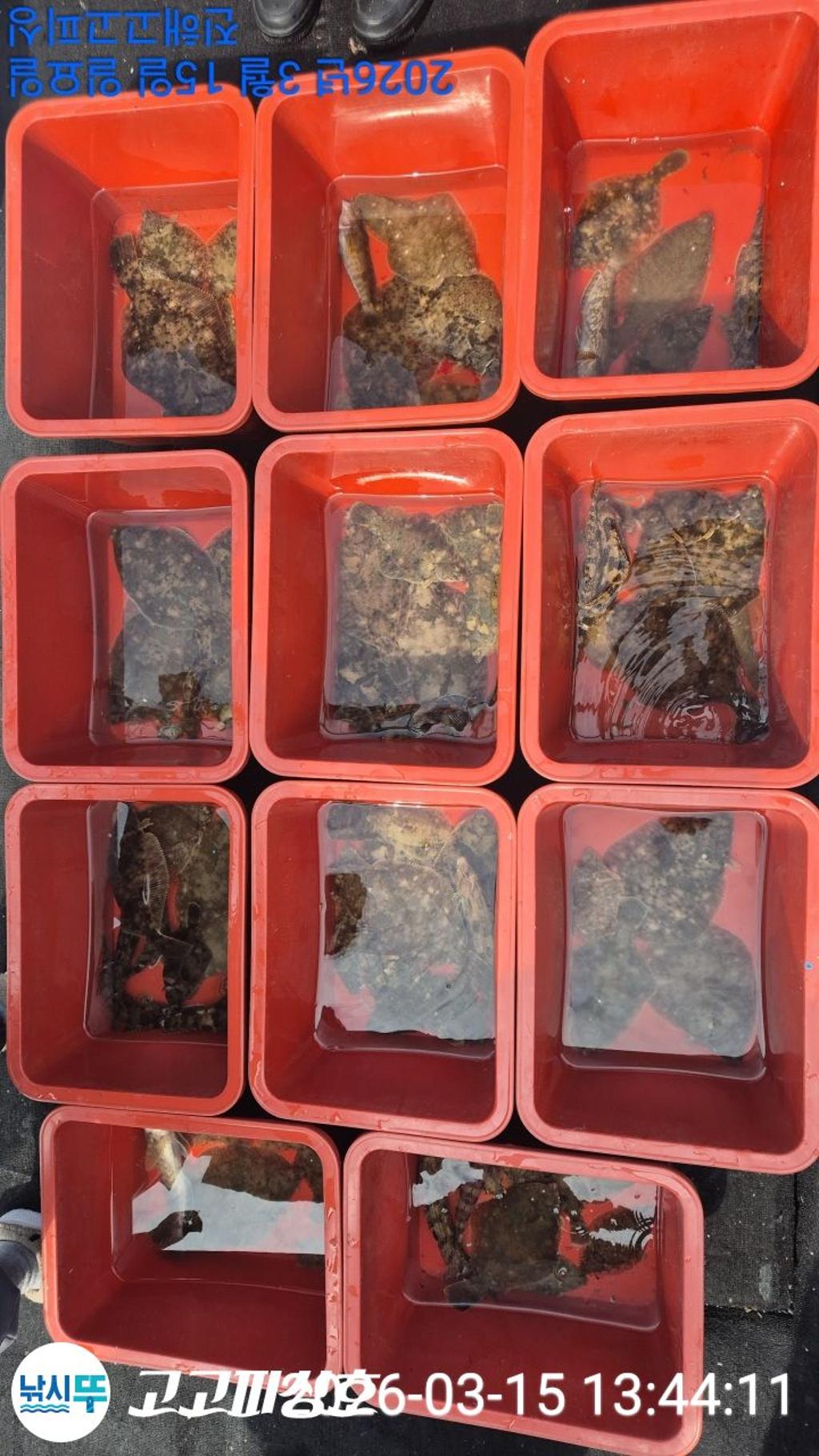 낚시뚜,도다리,속천항(진해),고고피싱호,낚시뚜8