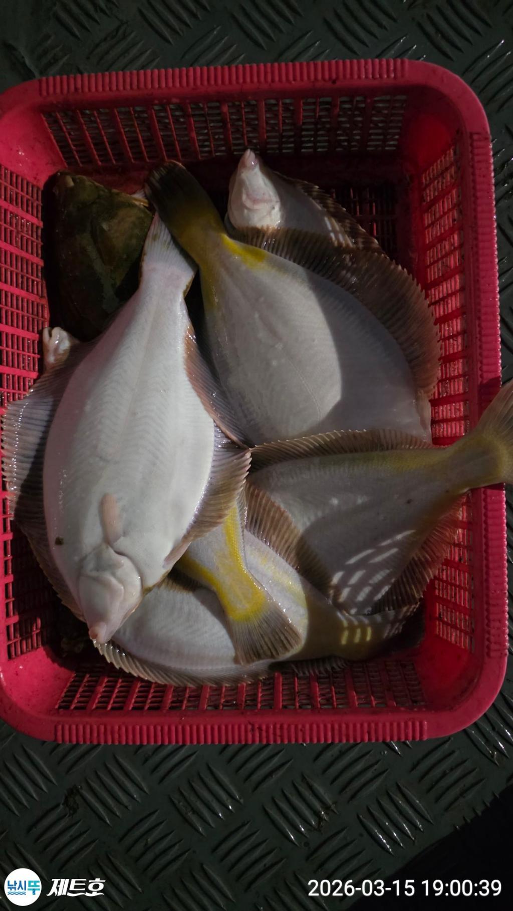 낚시뚜,도다리,가자미,영일만항,포항 제트호,낚시뚜32