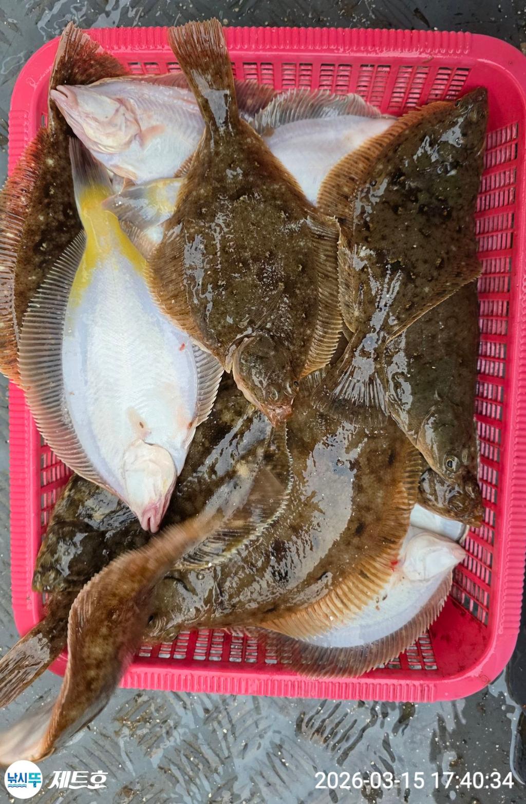 낚시뚜,도다리,가자미,영일만항,포항 제트호,낚시뚜31