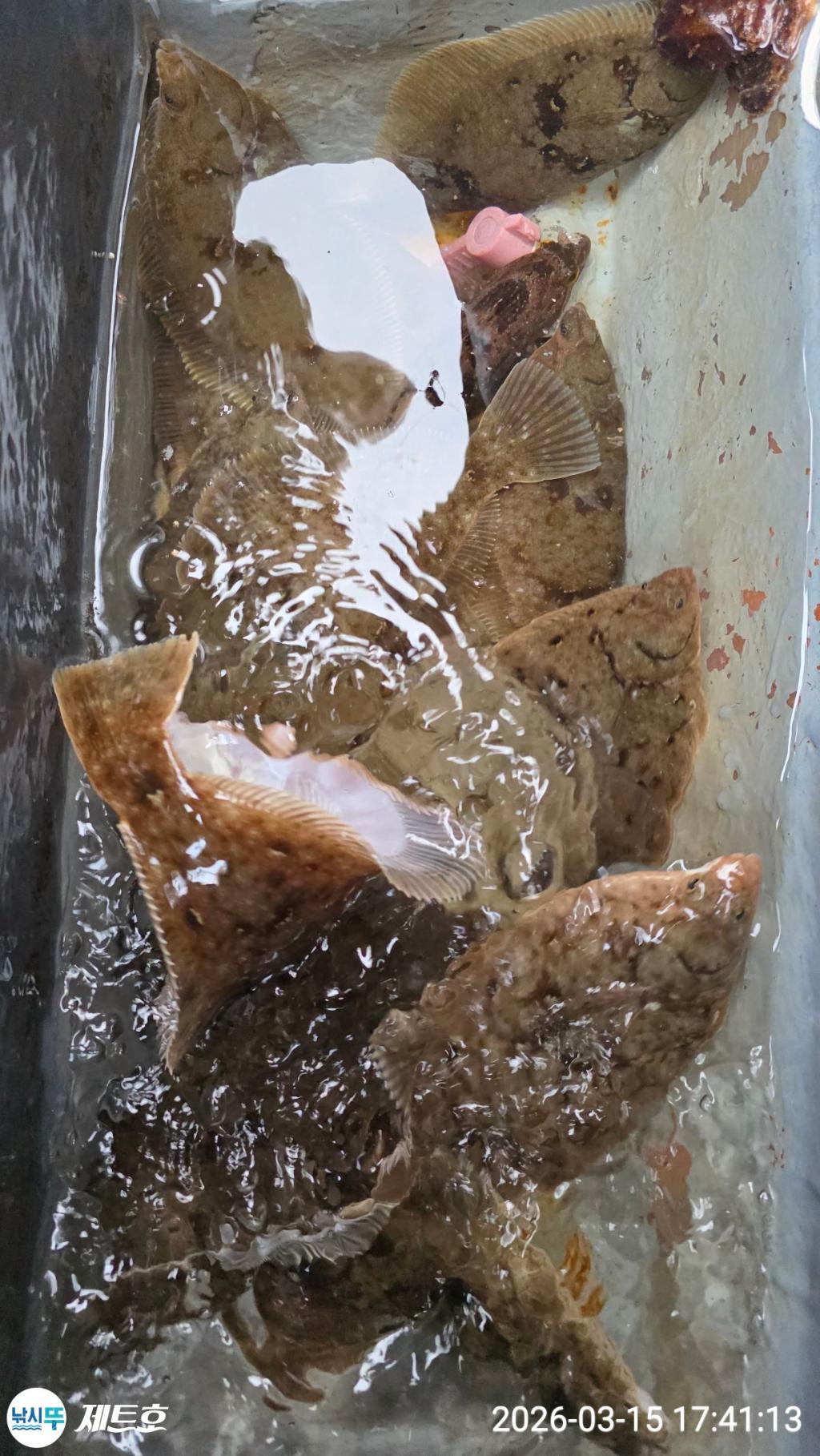 낚시뚜,도다리,가자미,영일만항,포항 제트호,낚시뚜29