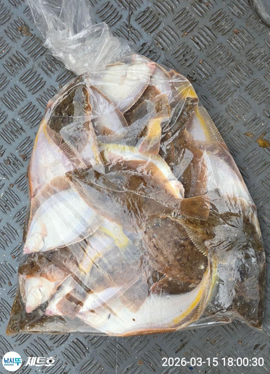 낚시뚜,도다리,가자미,영일만항,포항 제트호,낚시뚜27