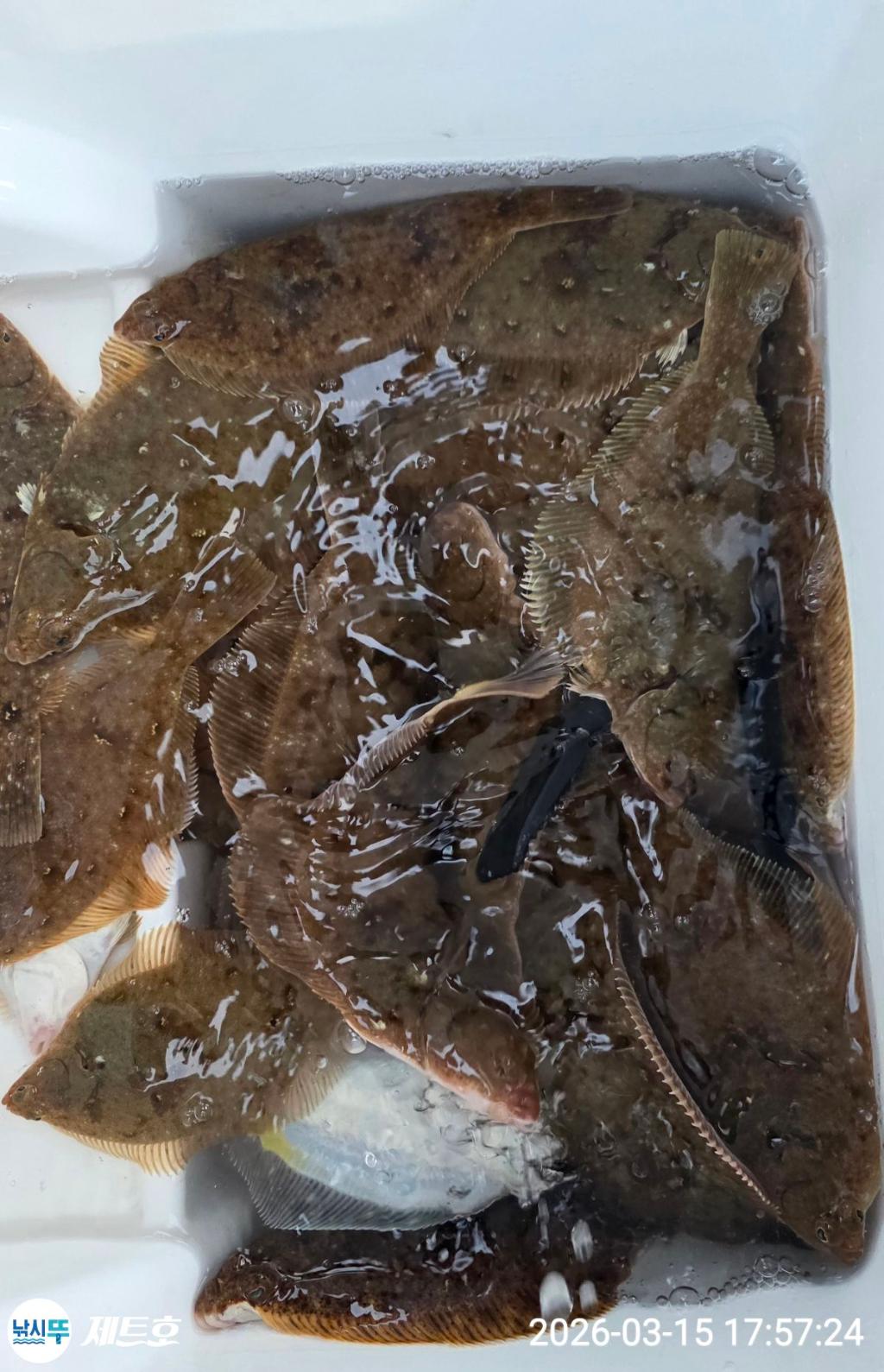 낚시뚜,도다리,가자미,영일만항,포항 제트호,낚시뚜26