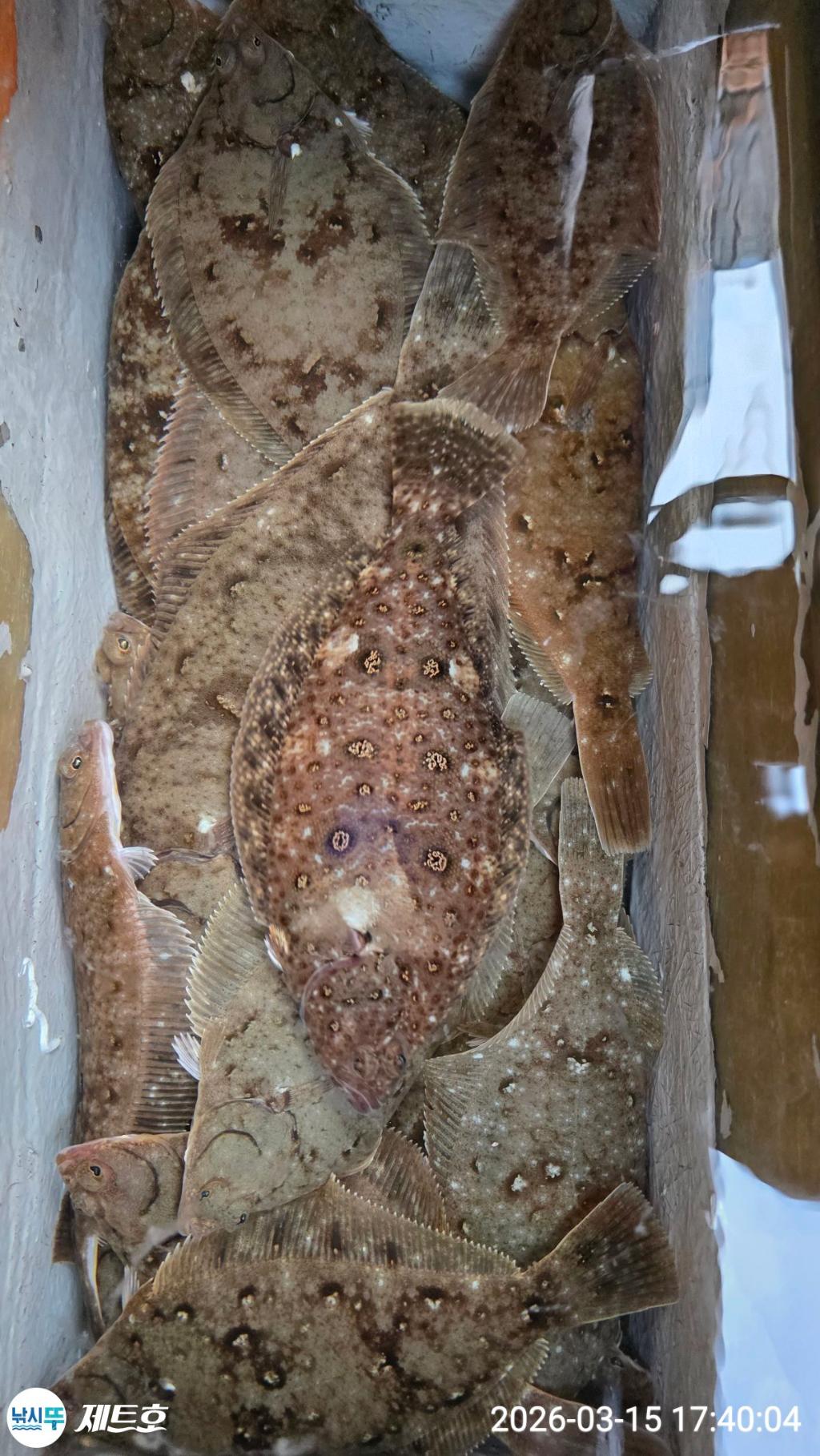 낚시뚜,도다리,가자미,영일만항,포항 제트호,낚시뚜25