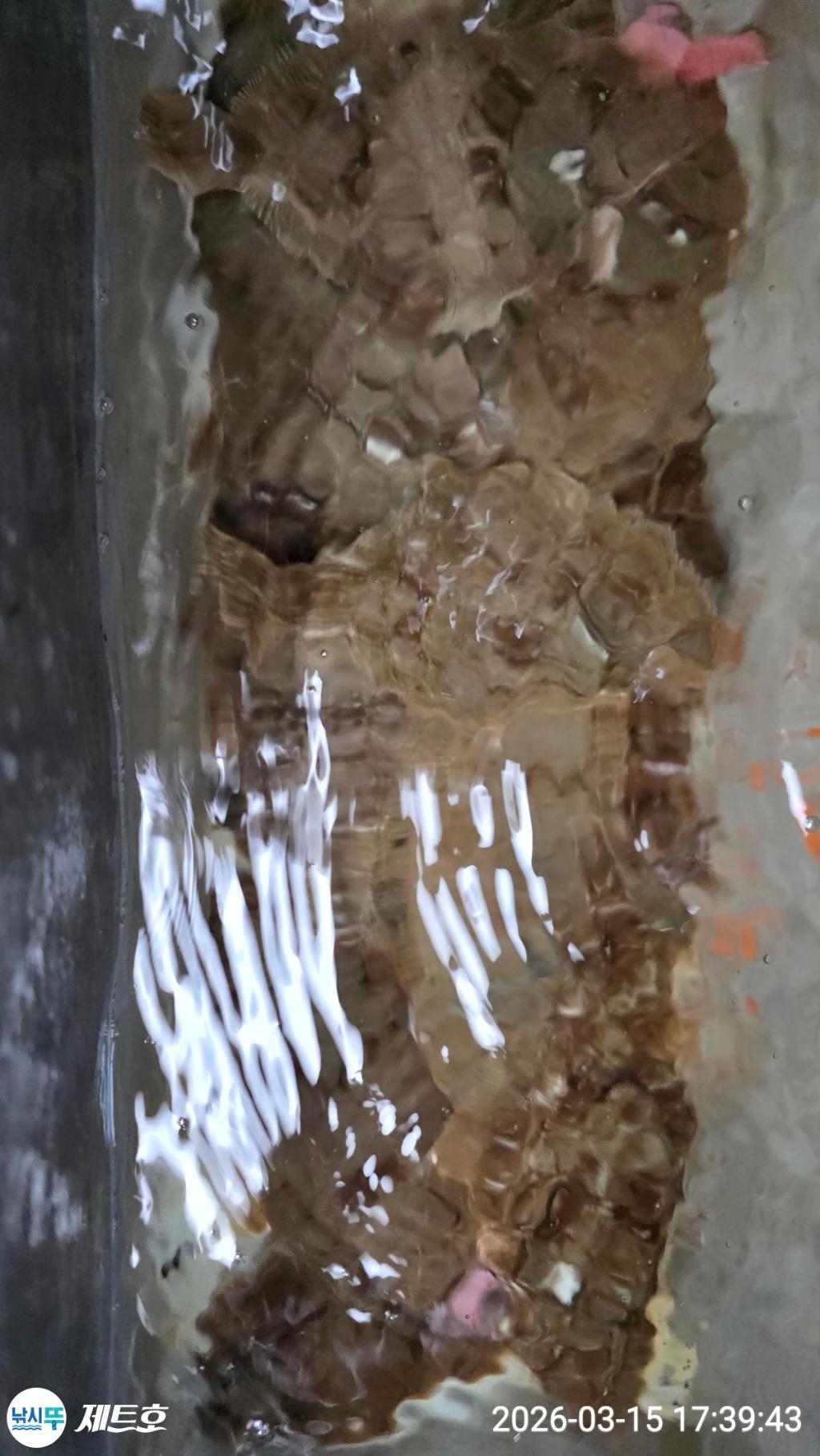 낚시뚜,도다리,가자미,영일만항,포항 제트호,낚시뚜24