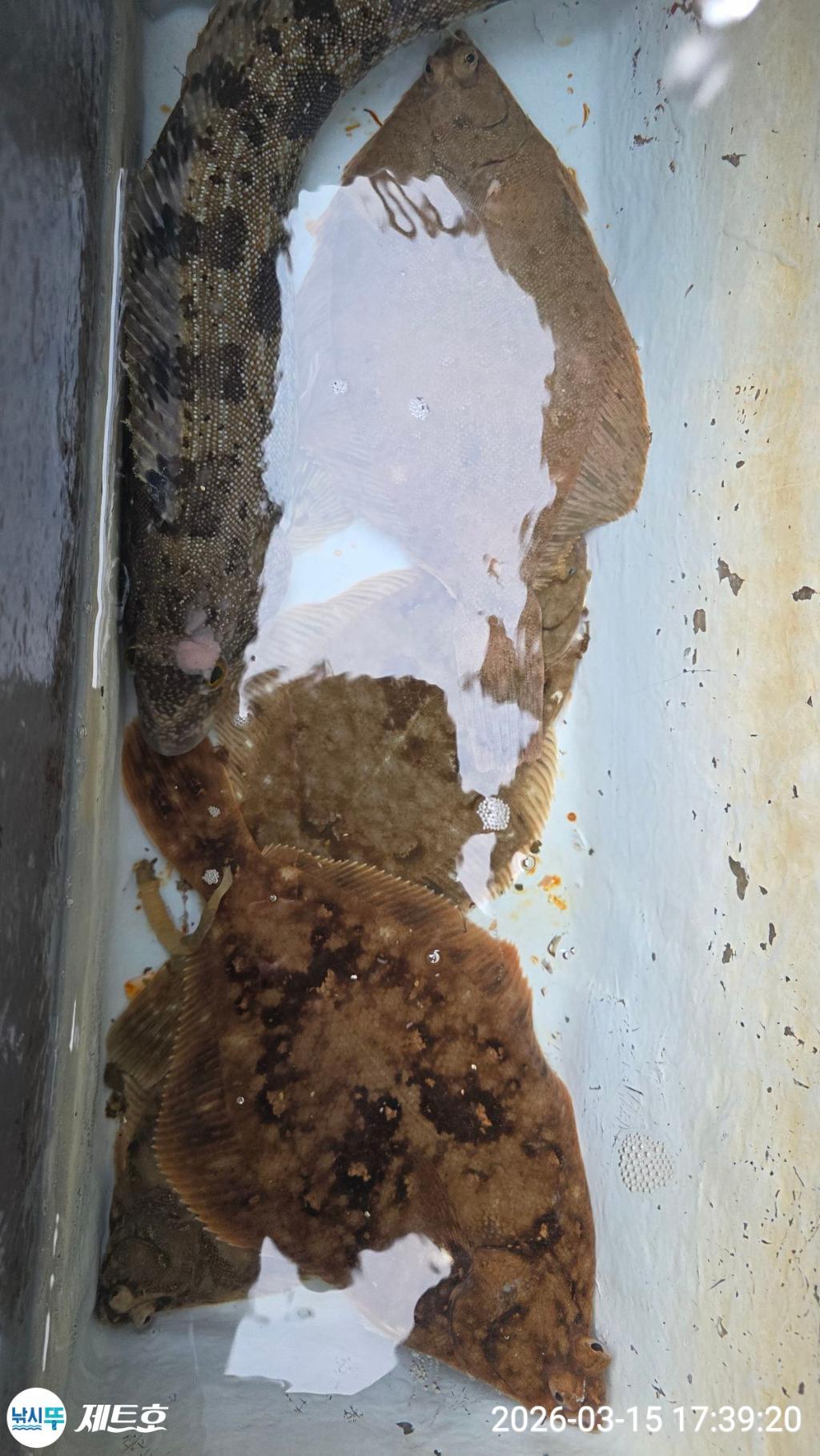 낚시뚜,도다리,가자미,영일만항,포항 제트호,낚시뚜23