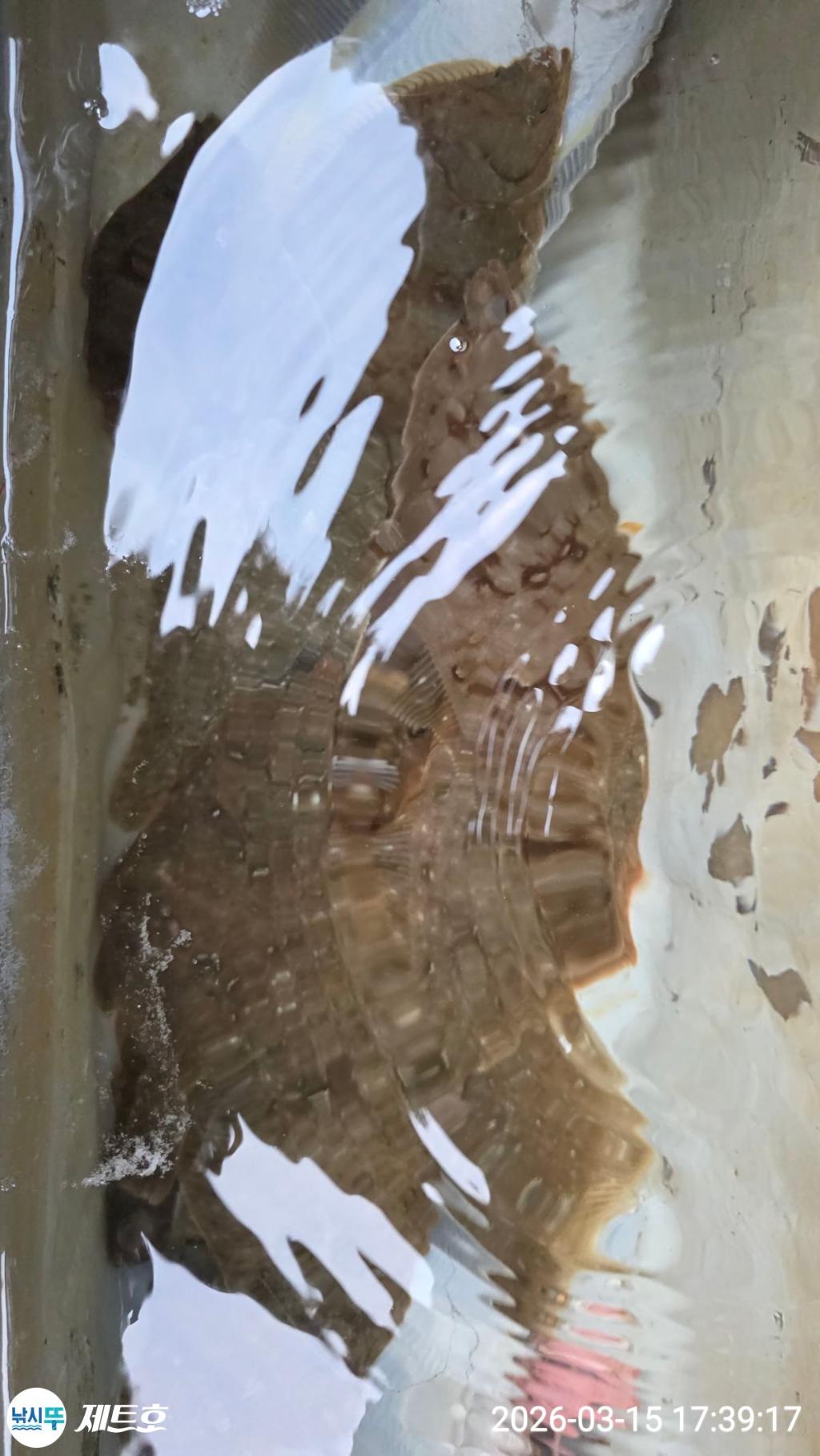 낚시뚜,도다리,가자미,영일만항,포항 제트호,낚시뚜22