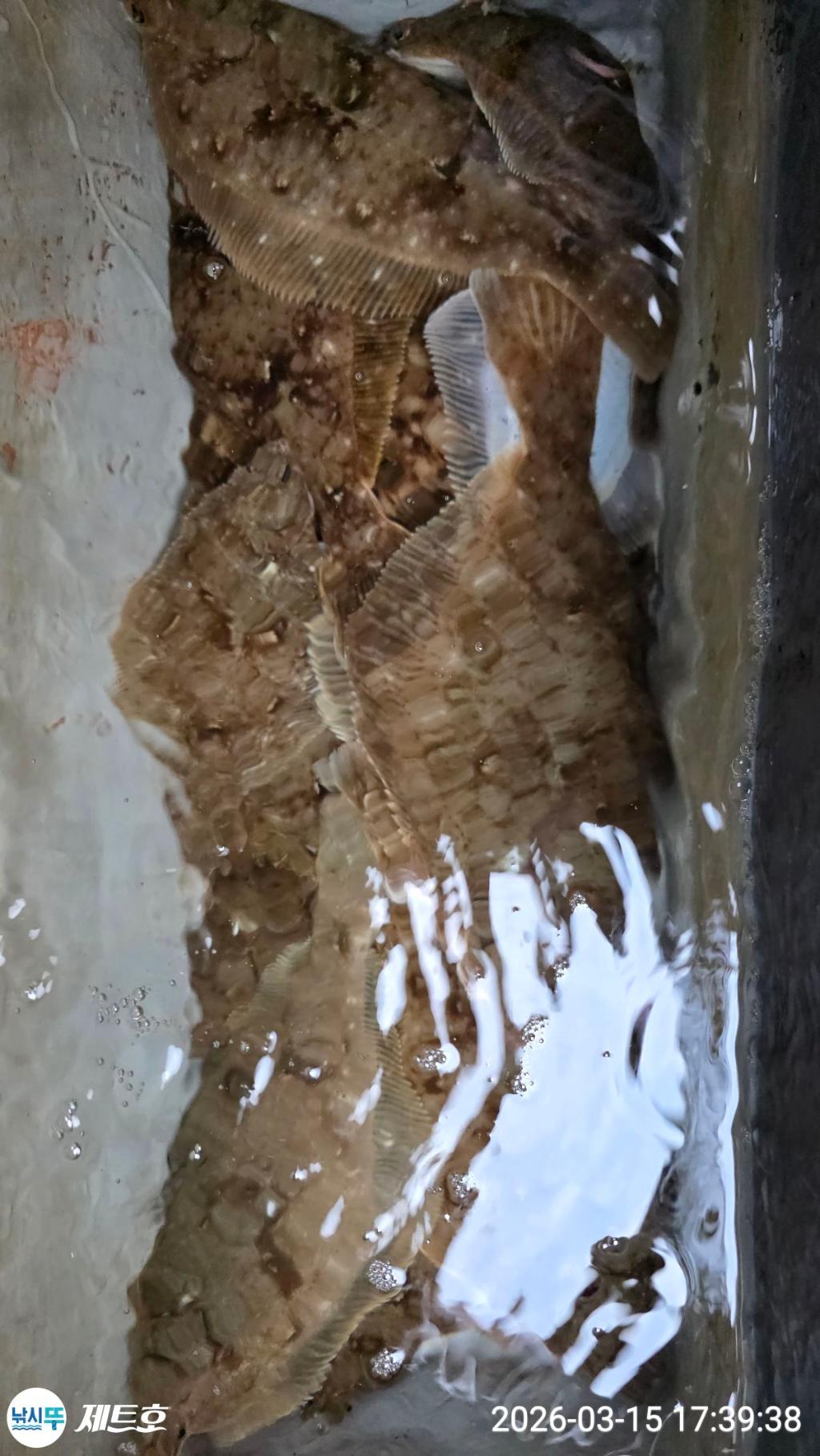 낚시뚜,도다리,가자미,영일만항,포항 제트호,낚시뚜21