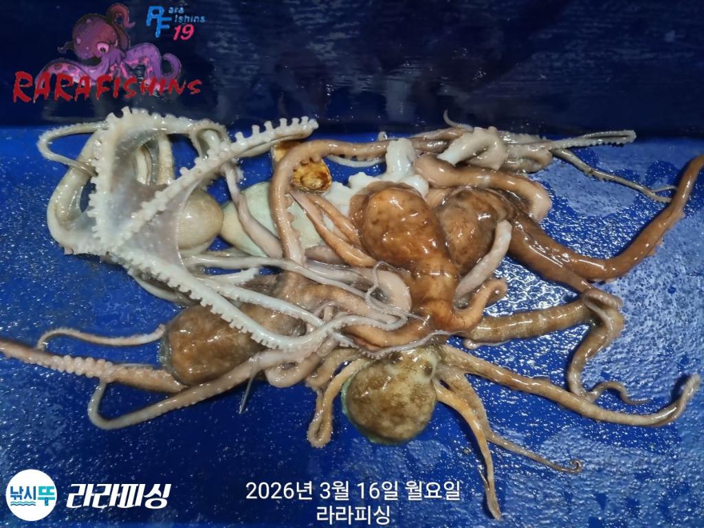 낚시뚜,낙지,속천항(진해),라라피싱,낚시뚜12