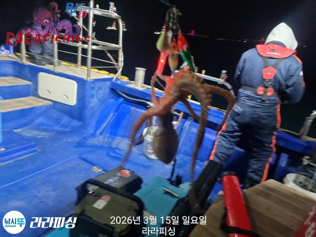 낚시뚜,낙지,속천항(진해),라라피싱,낚시뚜6