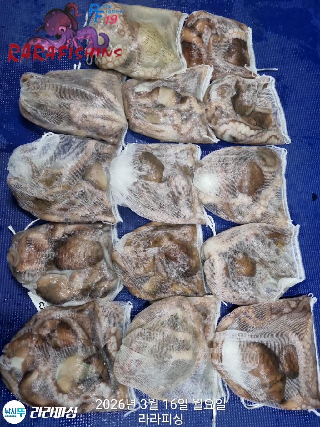 낚시뚜,낙지,속천항(진해),라라피싱,낚시뚜15