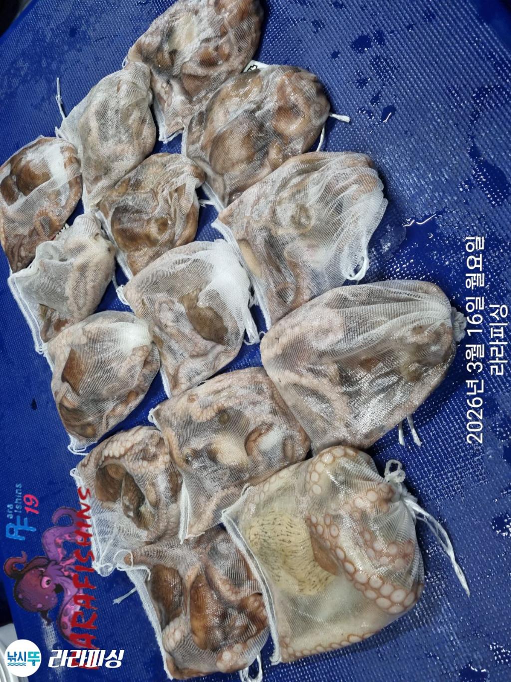 낚시뚜,낙지,속천항(진해),라라피싱,낚시뚜12