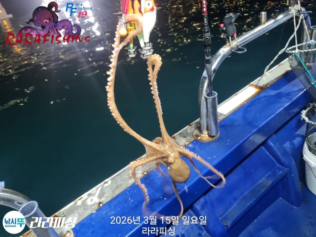 낚시뚜,낙지,속천항(진해),라라피싱,낚시뚜8
