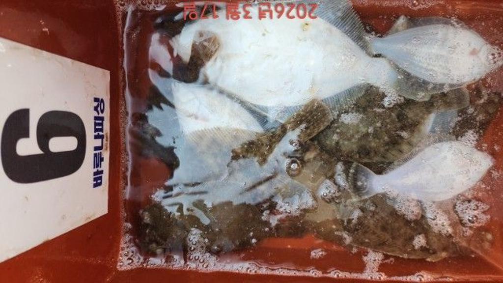 낚시뚜,도다리,속천항(진해),바루나피싱,낚시뚜6