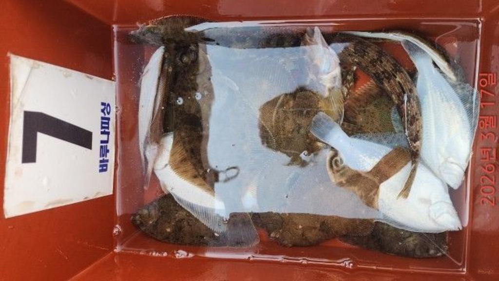 낚시뚜,도다리,속천항(진해),바루나피싱,낚시뚜4